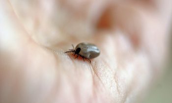 La tique est l'insecte qui peut transmettre la maladie de Lyme si la personne n'est pas prise n charge à temps